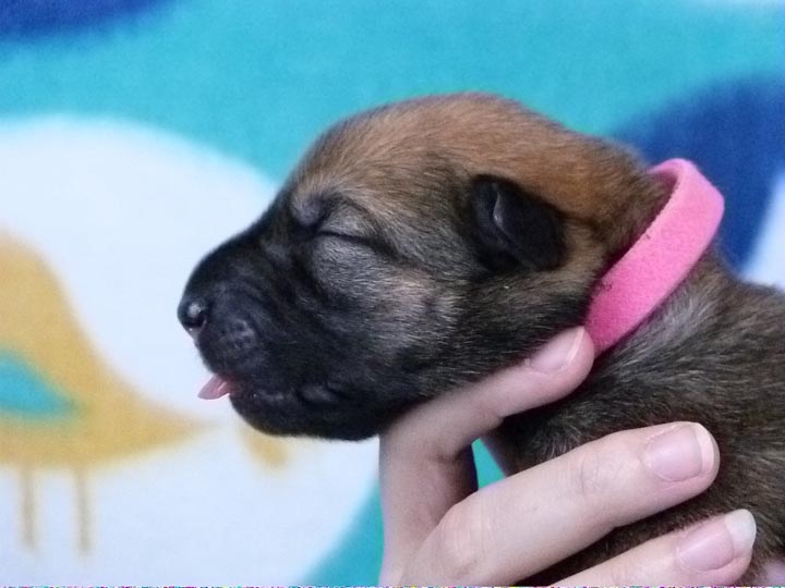 chinook puppy